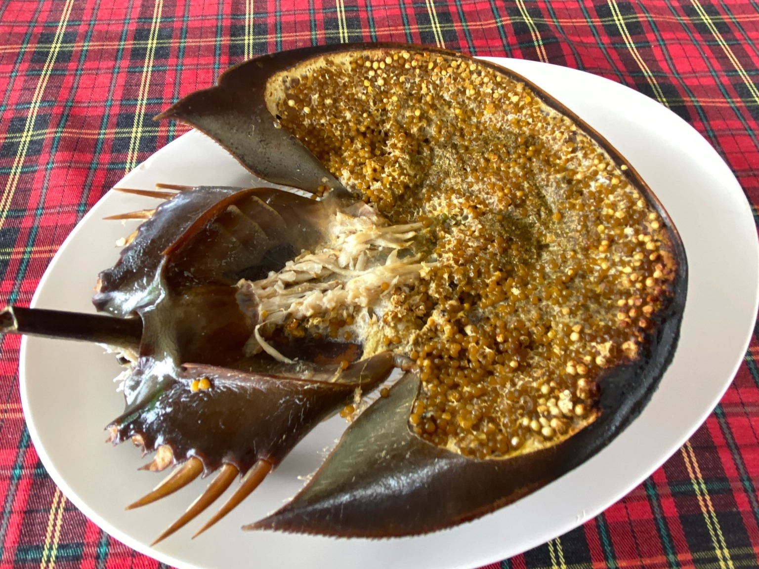 We try roasted horseshoe crab in Thailand, regret our choice yet