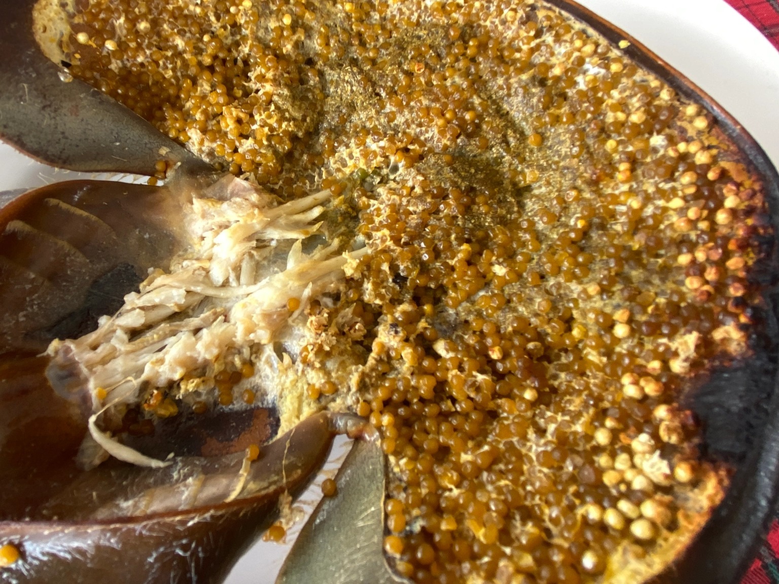 We try roasted horseshoe crab in Thailand, regret our choice yet