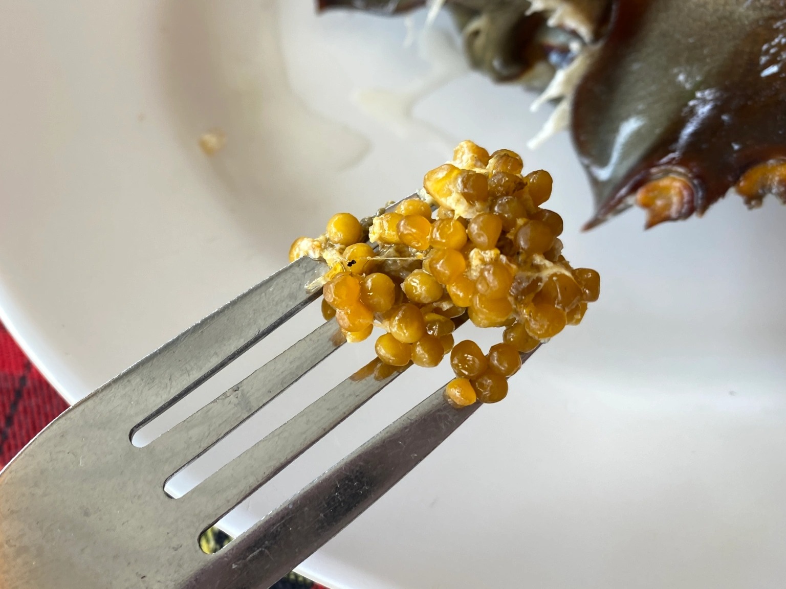 We try roasted horseshoe crab in Thailand, regret our choice yet