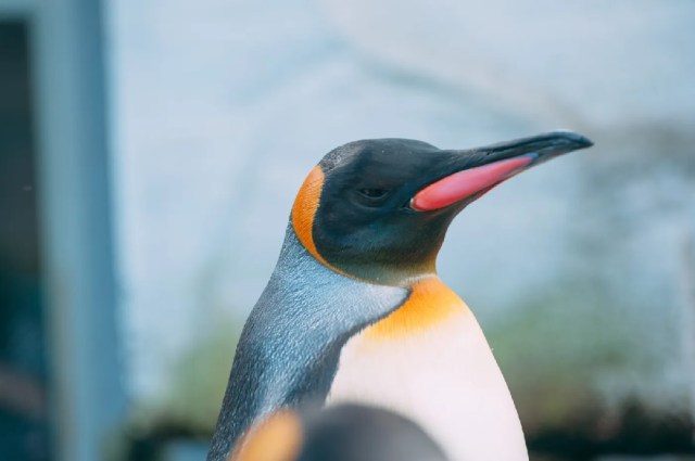 Inflation making penguins in Japan unhappy with aquarium’s switch to cheaper fish