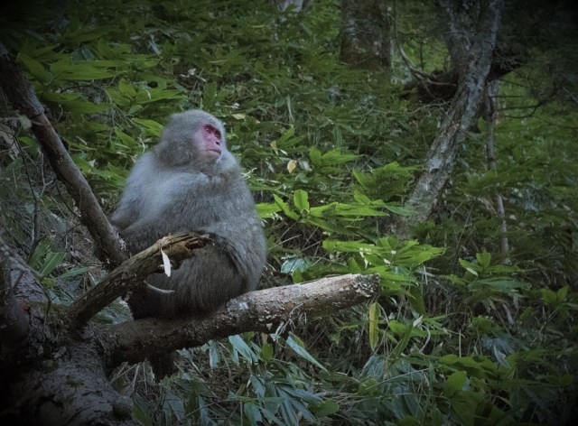 Monkeys have attacked more than 60 people in three weeks in one Japanese town