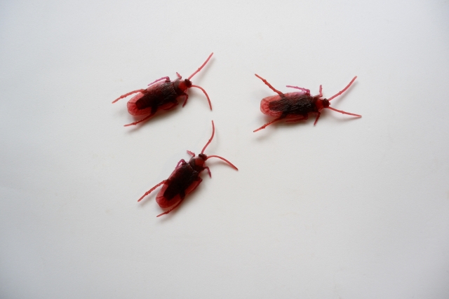 Here are the best ways to kill roaches, according to Japanese experts, and some ways to avoid