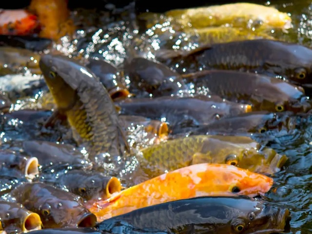 「従業員が殺されました。」 強盗で3,000匹の魚が死んだ後、日本の池の所有者が泣き崩れる