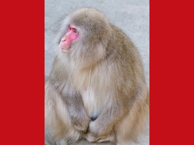 Japanese monkey-hunting team shoots woman with tranquilizer dart SoraNews24 -Japan News-