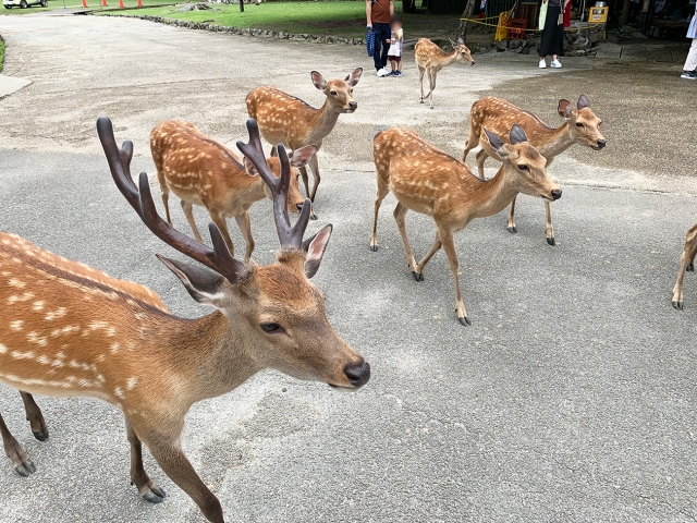 A senbero with deer in Nara Park turns into a weird fever dream