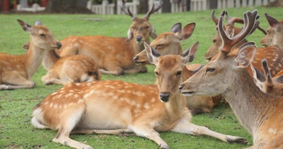 Bizarre “shikadamari” deer gathering at Nara Park baffles people in ...