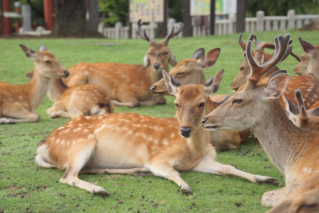 Bizarre “shikadamari” deer gathering at Nara Park baffles people in Japan