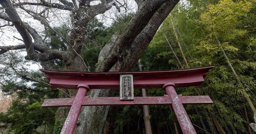 Gigantic geyser erupts from Shinto shrine’s forest on the night before ...