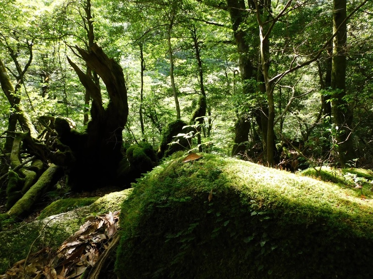 Testing our luck Can visiting Japan’s power spots improve the omikuji