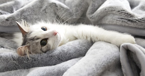 日本は猫を撫でているようなベッドシーツを作り、すぐに売り切れました.