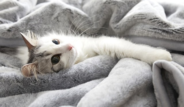 Japan created bedsheets that feel like petting a cat, and they sold out immediately