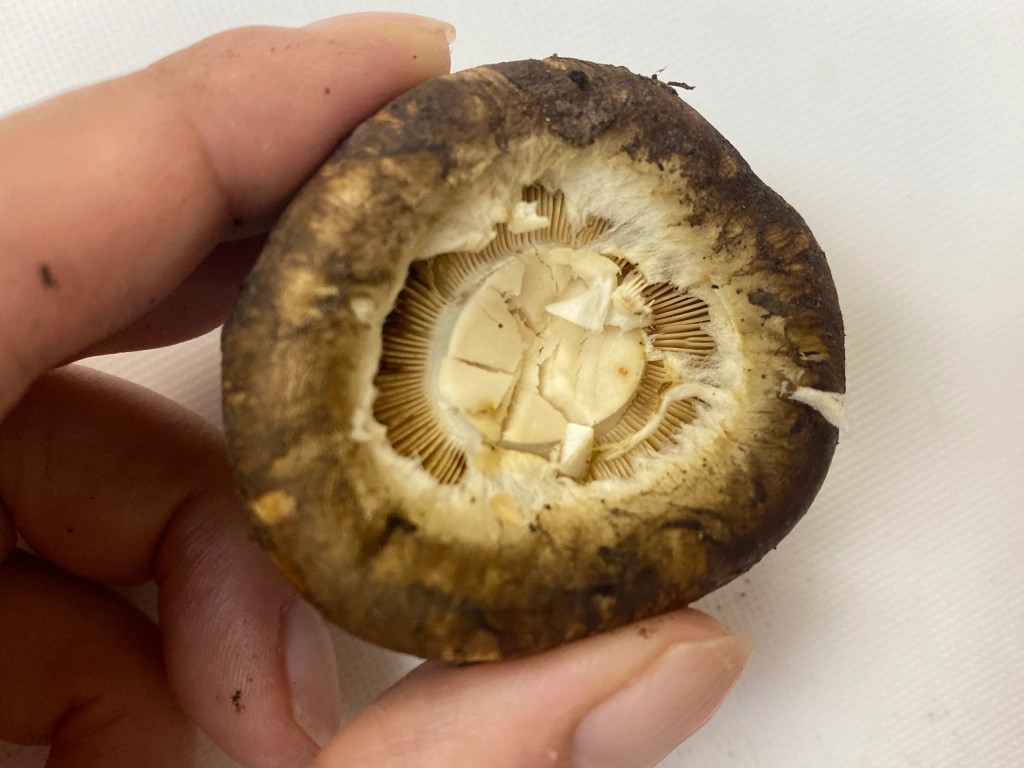 We make meatstuffed matsutake mushrooms and learn something important