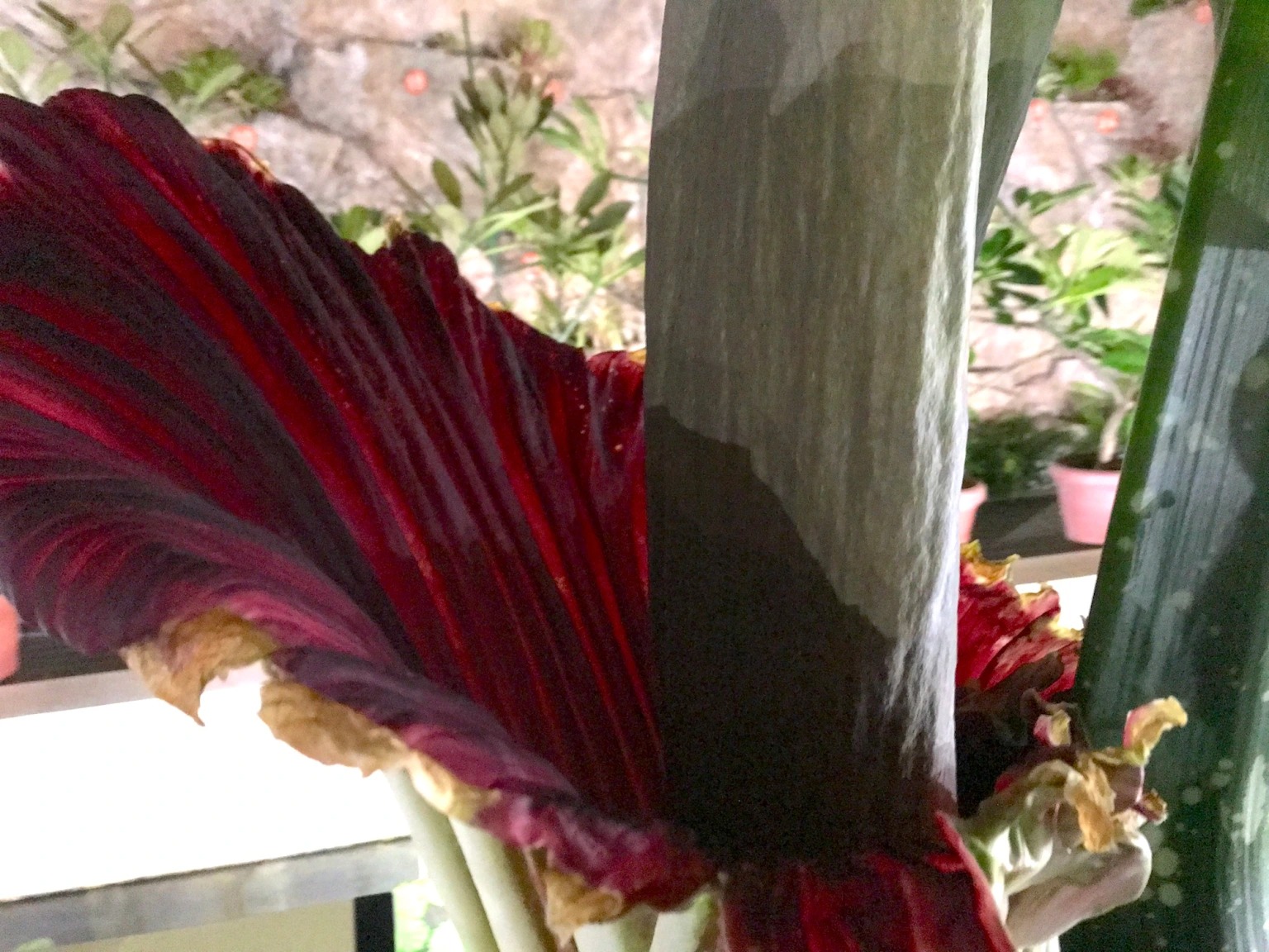 We get a rare whiff of the corpse flower, a.k.a. the world’s stinkiest