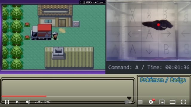 Japanese fish that beat Pokémon Sapphire are retiring from video game streaming【Video】