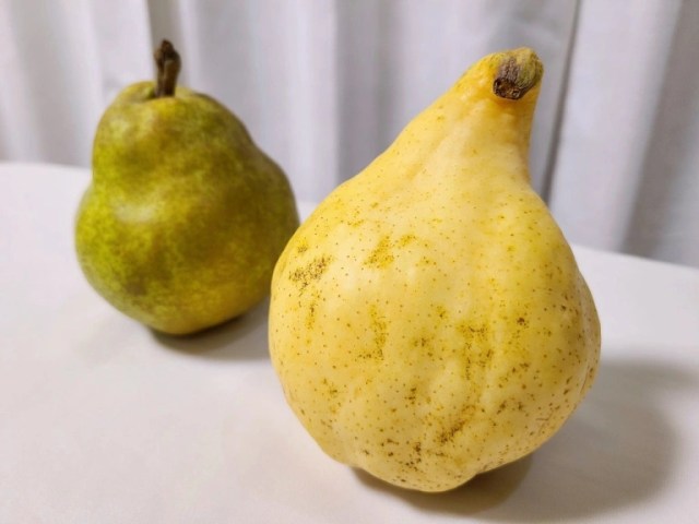 We try a Le Lectier, the highest-quality European pear available in Japan【Taste Test】