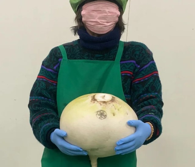 World’s largest type of daikon radish can now be ordered online in Japan
