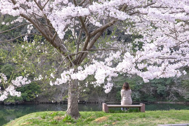 Sakura season underway in Japan
