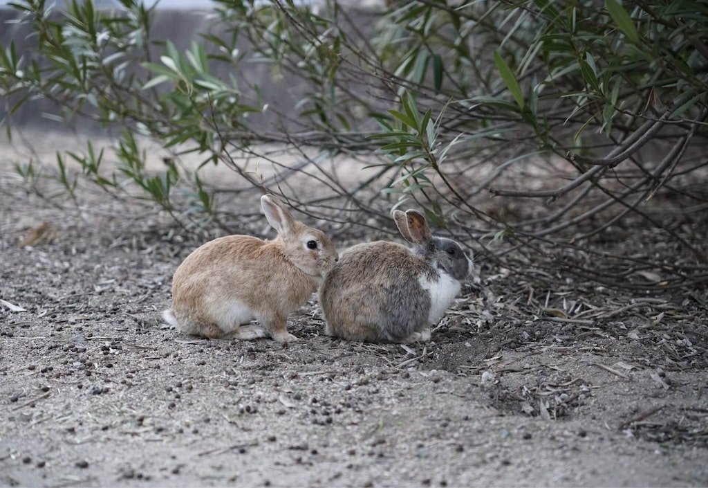 This Year of the Rabbit, visit some of the best Japanese sightseeing ...