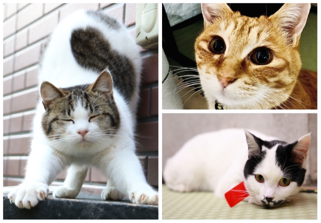 The top three ranking of hotel “poster cats” that Japanese travelers are most eager to meet