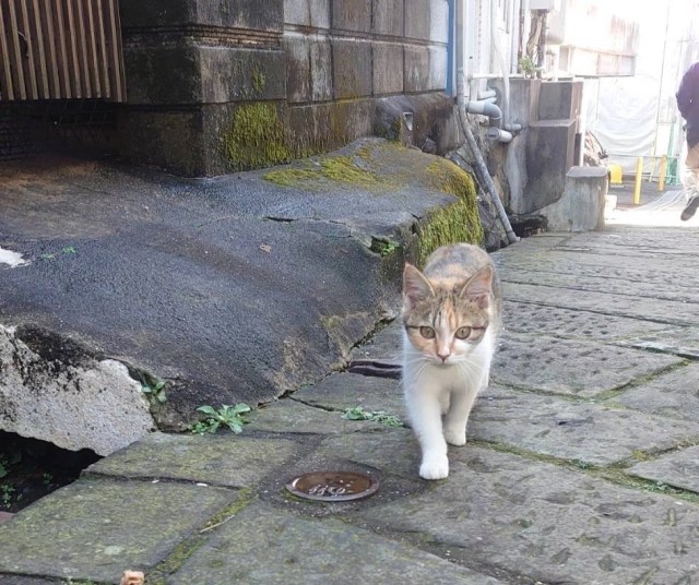These are the hidden-gem catspotting neighborhoods of Nagasaki【Photos】