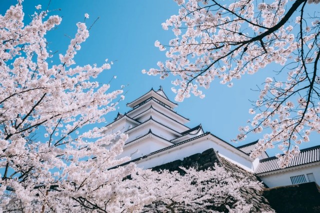 Speedy sakura?!? Revised cherry blossom forecast for Japan says flowers will bloom early this year