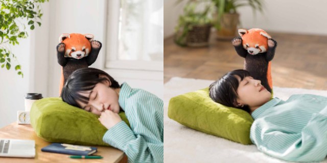 Never oversleep again under the stern supervision of Japan’s Threatening Red Panda Nap Cushion