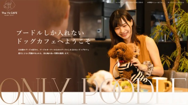 Japanese dog café in Nagoya aims to create community among toy poodle owners