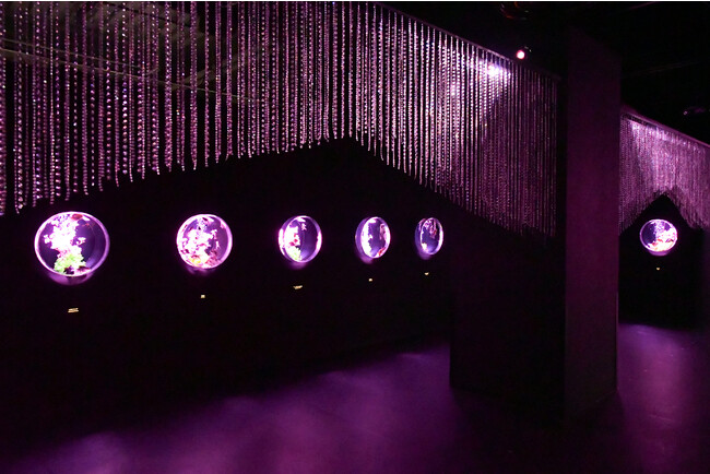 Curated visual reference: Picture Idea: Art Aquarium Ginza Offers A Captivating New Way To Enjoy
