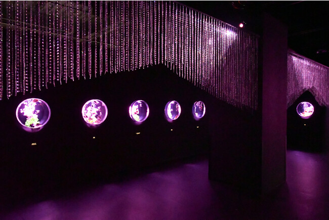 Art Aquarium Ginza offers a captivating new way to enjoy the cherry ...