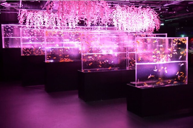 Art Aquarium Ginza offers a captivating new way to enjoy the cherry  blossoms–with goldfish!