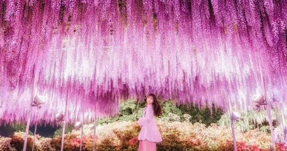 Japan’s other beautiful fuji, wisteria, are about to turn Ashikaga Flower Park into a wonderland