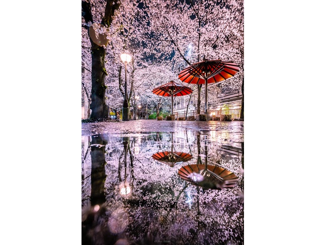 Cherry Blossom Rain