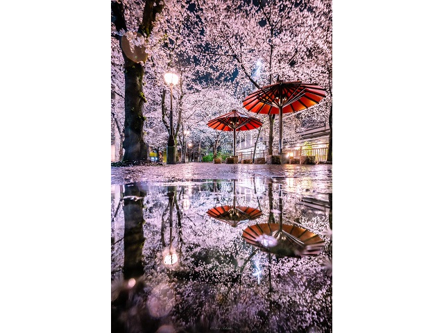 Rainy day in Kyoto creates amazing photo of sakura above, below, and all around