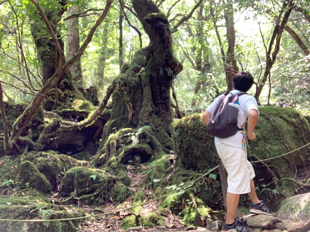 42 thoughts that crossed our mind when visiting the forest that inspired Princess Mononoke