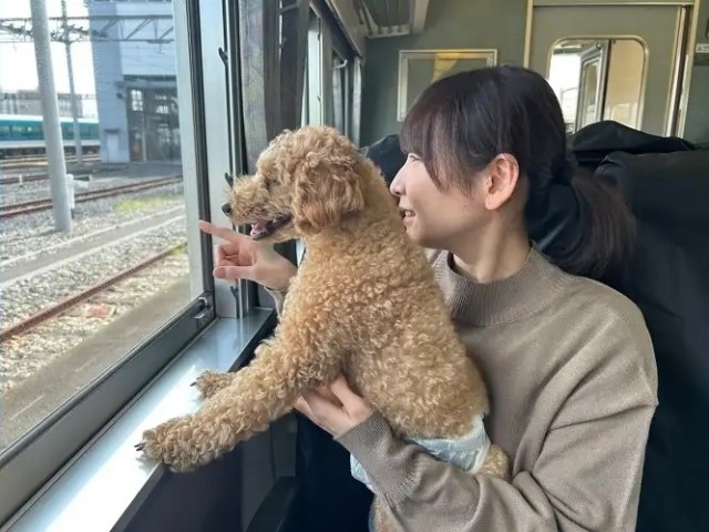 Japan Railway to allow dogs to ride without cages on special Tokyo-Izu train