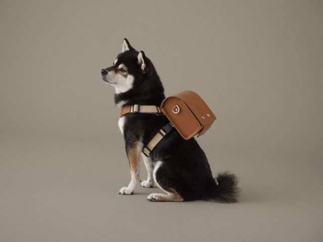 Let your dog carry its own poop around with new Japanese randoseru school backpack for dogs