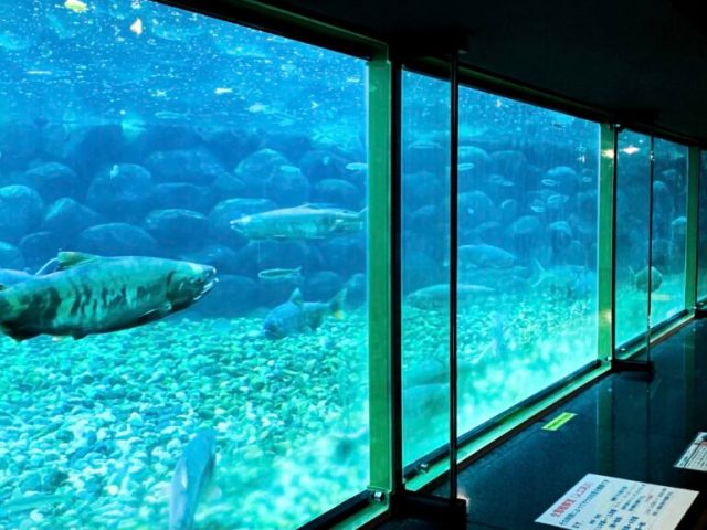 Japanese museum dedicated to salmon have no live salmon on display this year