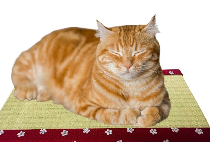 Japanese tatami scratching mats for “their lordships, the cats” being handmade in Kumamoto【Pics