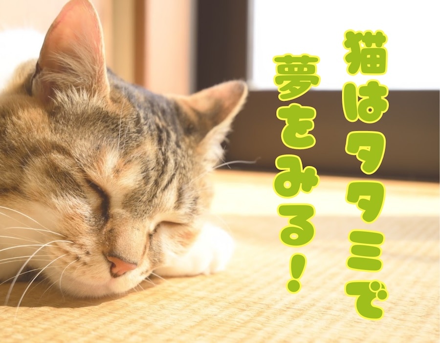 Japanese tatami scratching mats for “their lordships, the cats” being handmade in Kumamoto【Pics
