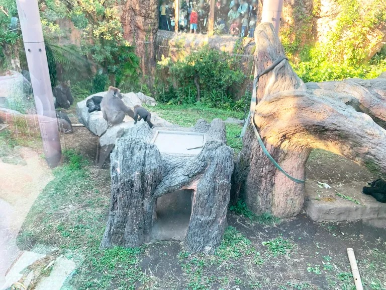 Visiting Ueno Zoo for the first time as an adult shows our