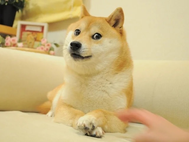 Japan creates public monument to original doge meme dog in her home prefecture【Photos】