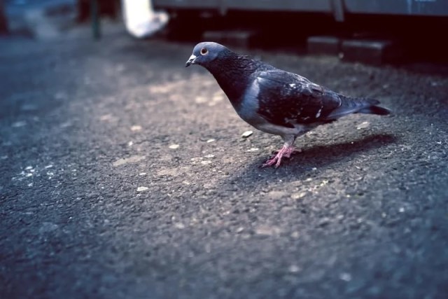 “The streets belong to the humans” asserts Tokyo taxi driver after arrest for running over pigeon