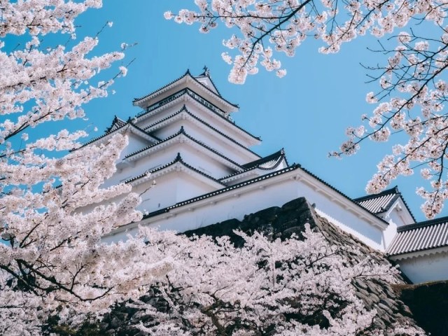 Super-detailed cherry blossom forecast maps show early arrival for Japan's  2024 sakura season