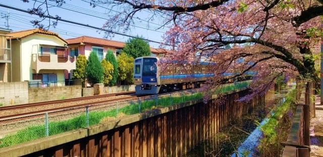 Tokyo/Saitama train line to hold cherry blossom viewing tour with meal included