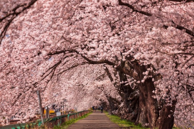 Las flores de cerezo llegan primero a Tokio, pero más tarde de lo previsto inicialmente – SoraNews24 – Japan News-