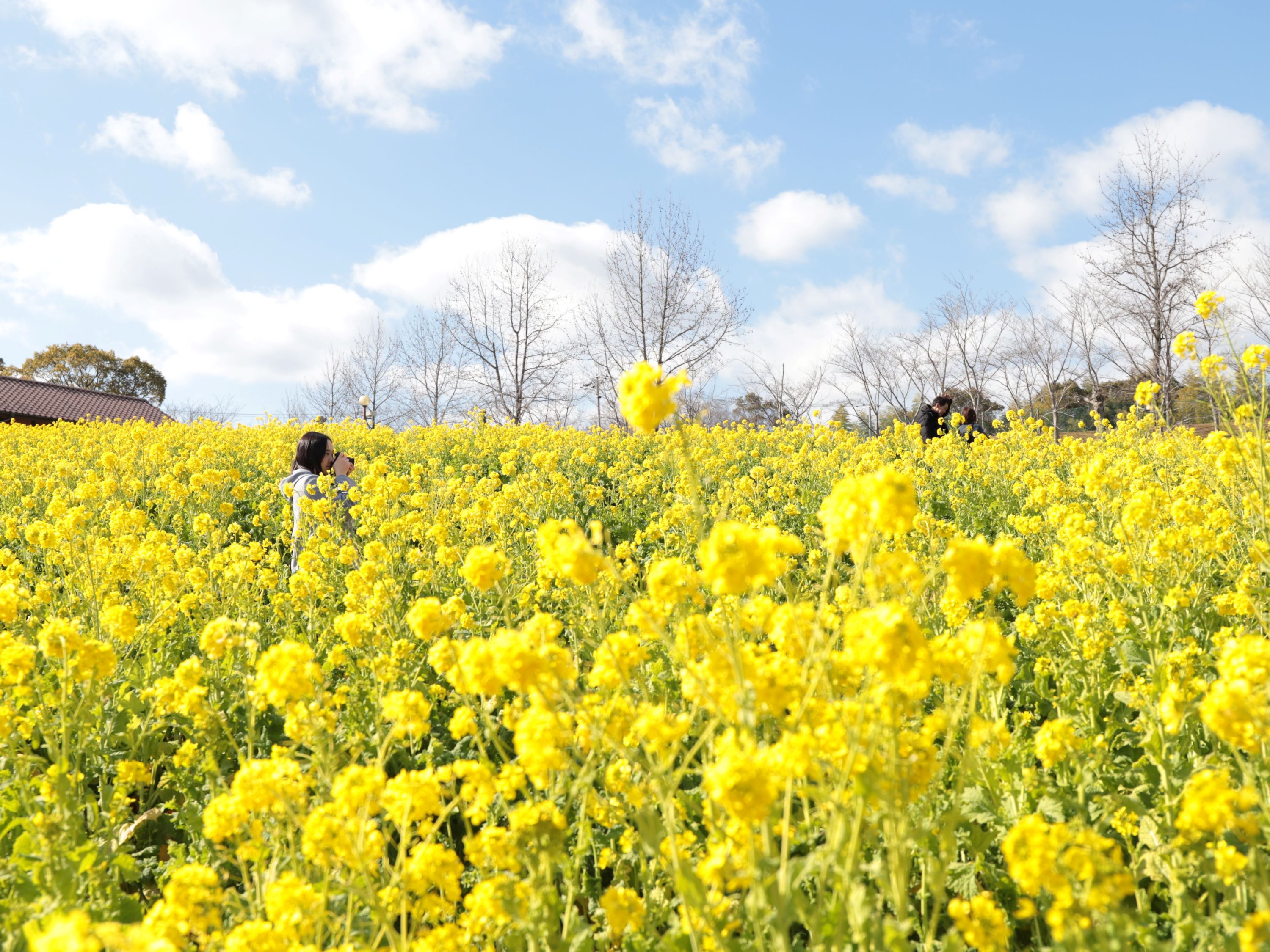 Spring Stroll Need a taste of spring before the cherry blossoms? Try this Osaka park ...