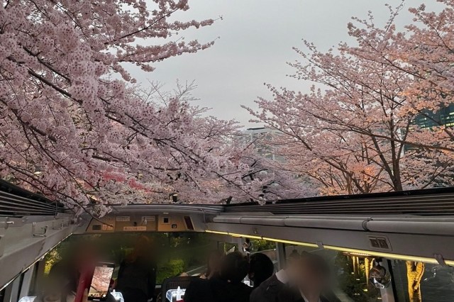 Celebrate cherry blossom season with a wine-and-dine bus tour of Tokyo’s best spots