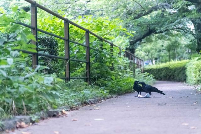 Japanese company uses “crow language” to keep them away from garbage 【Video】
