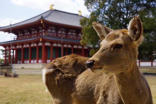 Nara considering increasing number of deer that can be killed each year, expanding culling zone