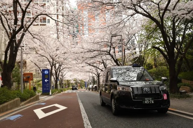 Cherry blossom taxi tours are a great way to save steps and see sakura in Tokyo and its neighbors